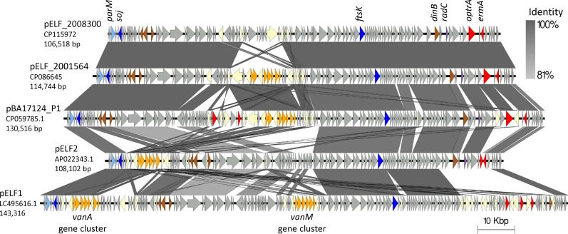 Comparative genomic alignment depicts five plasmids (pELF_2008300, pELF_2001564, pBA17124_P1, pELF2, and pELF1) with shared gene clusters, color-coded arrows representing genes, and gray shading in between indicating sequence identity.