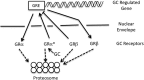 <b>FIG. 1.</b>