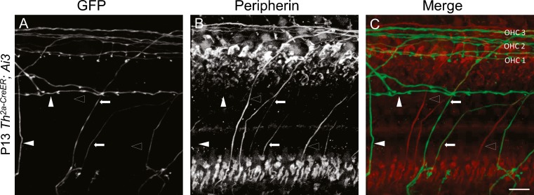 FIG. 3