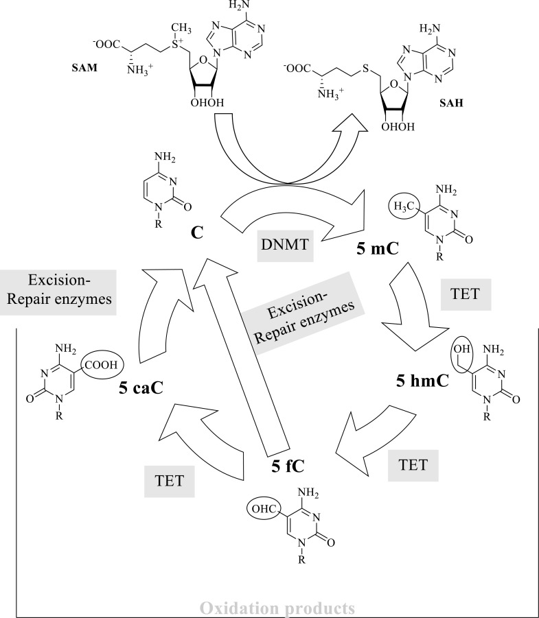 Fig. (3)