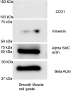 Supplementary Fig 2