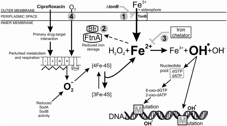 Fig. 6.