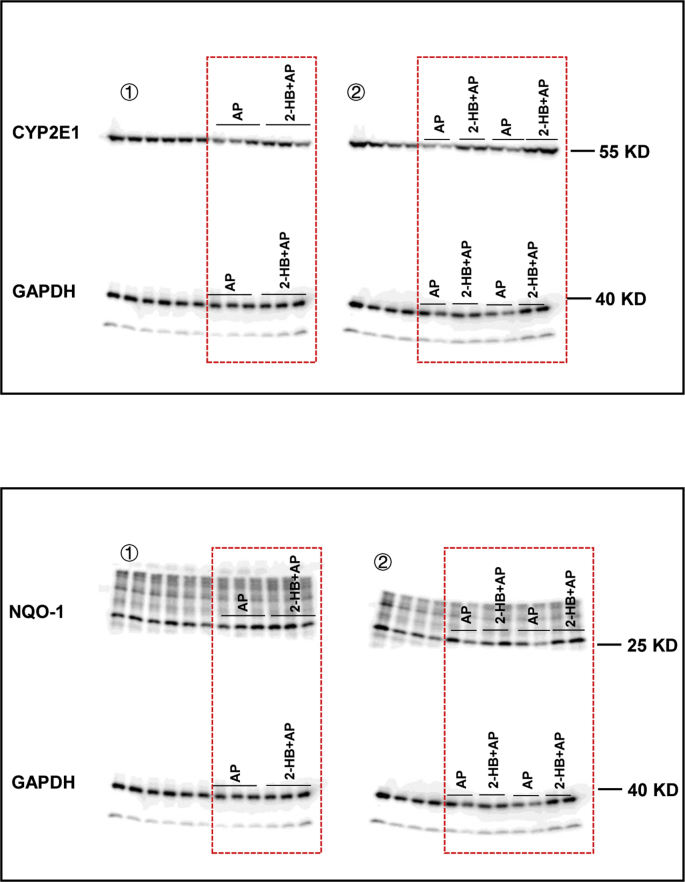 Supplementary Fig. 5