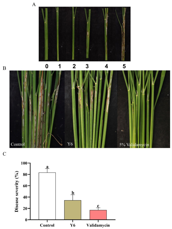 Figure 6