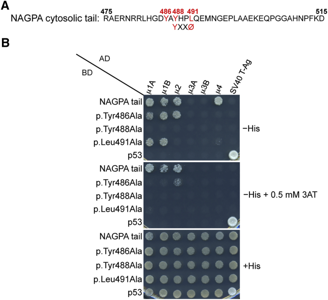 Figure 3