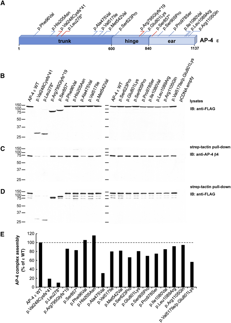 Figure 2