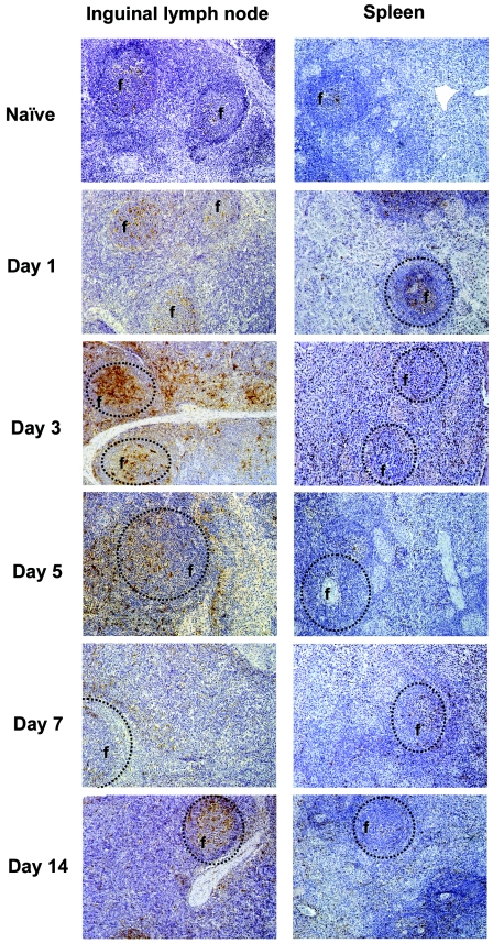 FIG. 8.