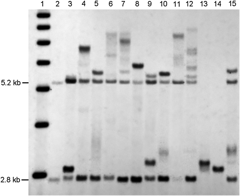 FIG. 3.