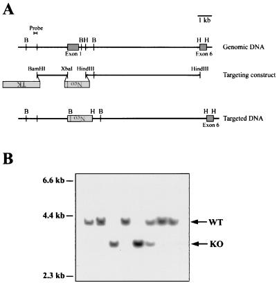 FIG. 1