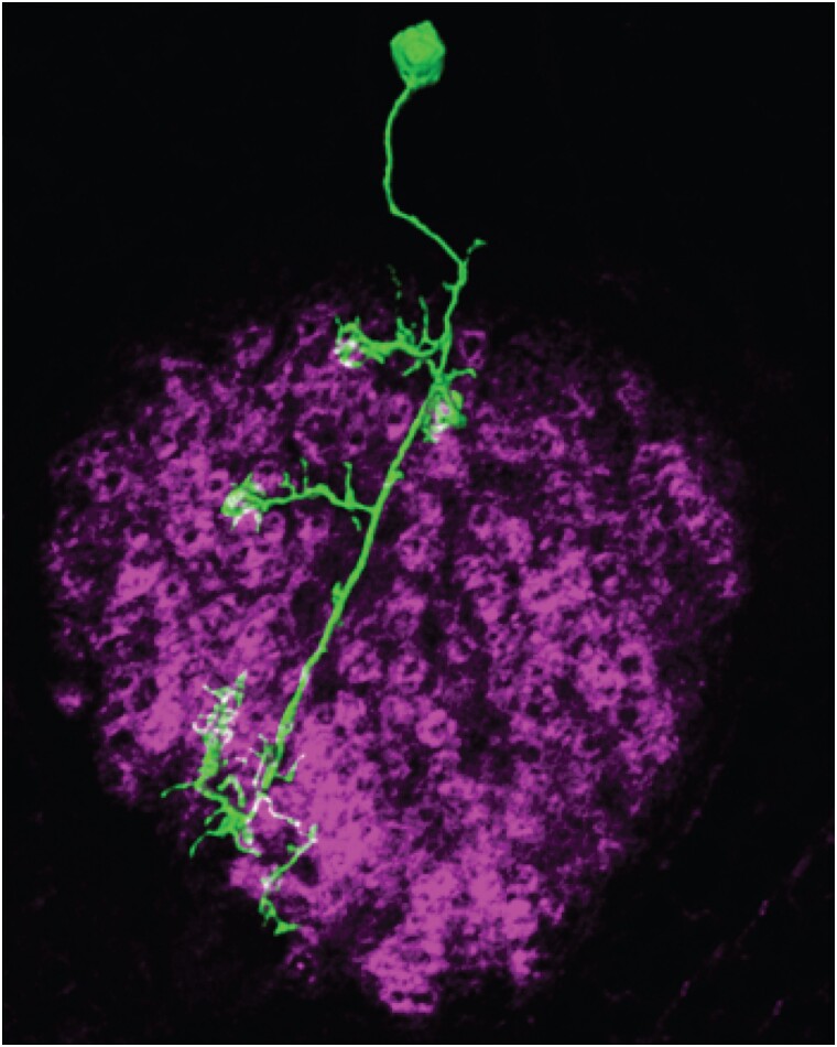 Fig. 10.