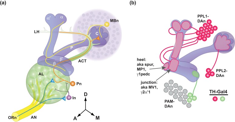 Fig. 3.