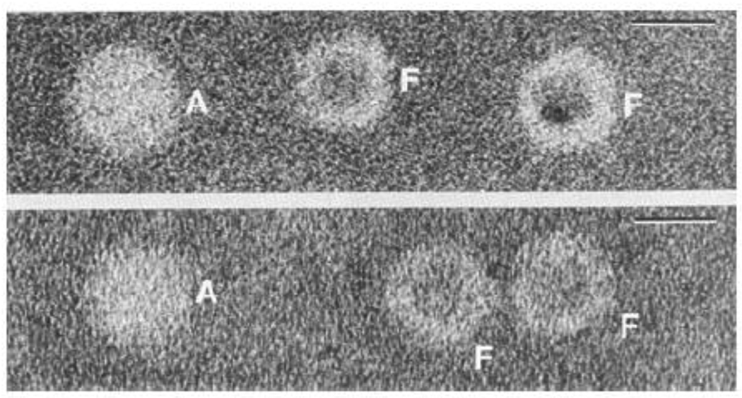 Fig. 10