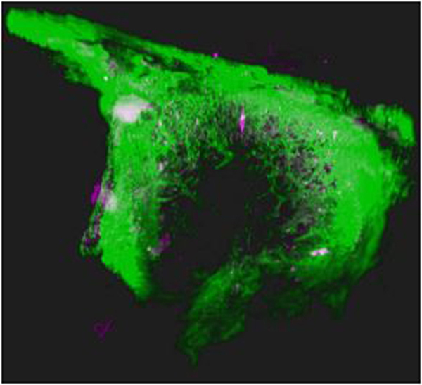 graphic file with name nihms-1623604-f0007.jpg