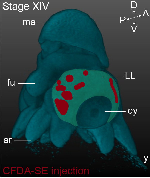 Figure 8—figure supplement 1.