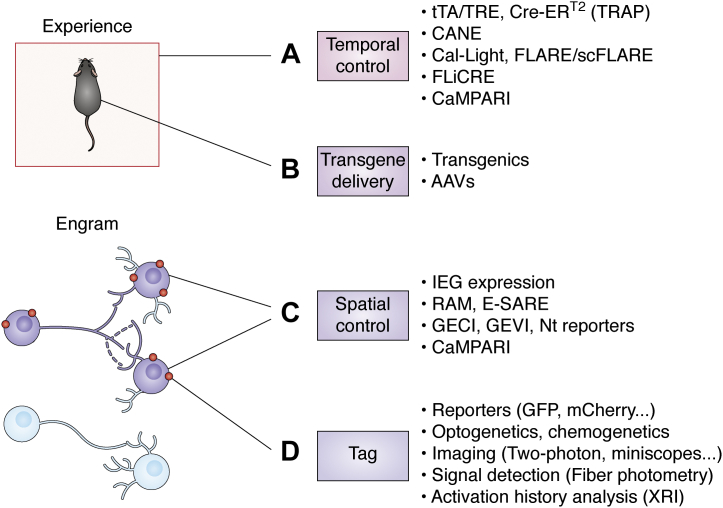 Figure 2