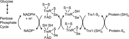 FIG. 1.