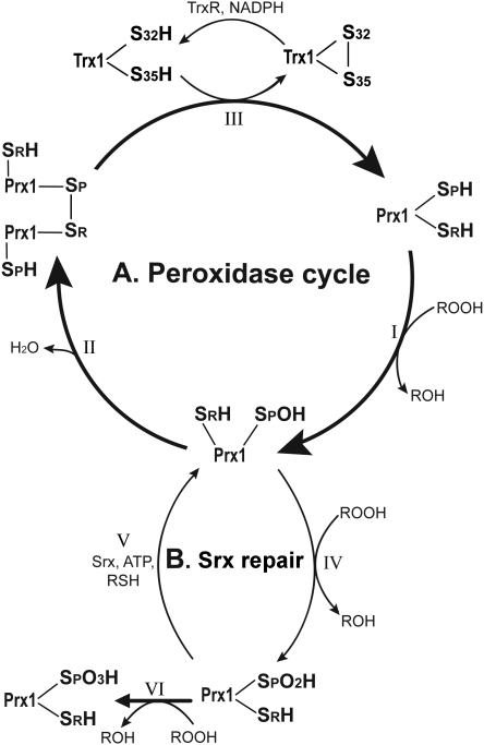 FIG. 3.