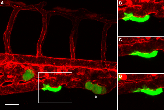 Figure 5