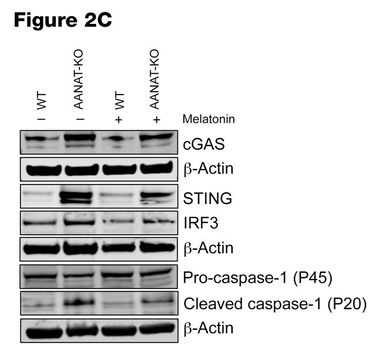 graphic file with name jci-131-150328-i120.jpg