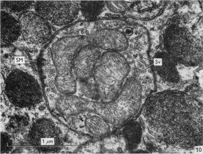 Fig. 10