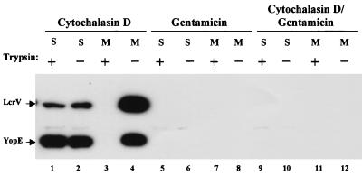 FIG. 5