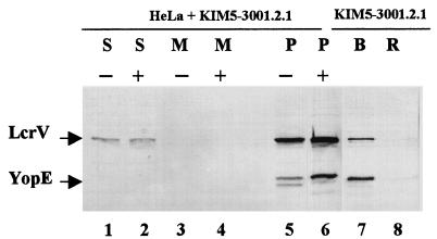 FIG. 7