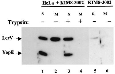 FIG. 1