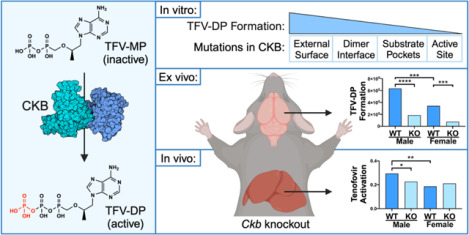 graphic file with name nihpp-2023.09.25.559370v1-f0001.jpg