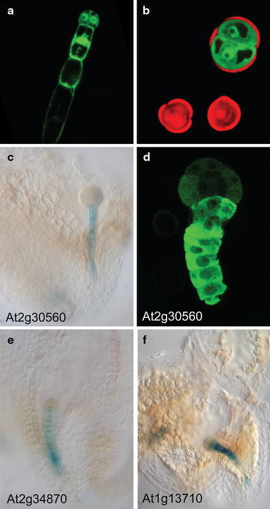 Fig. 2