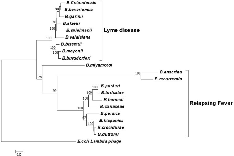 FIGURE 1