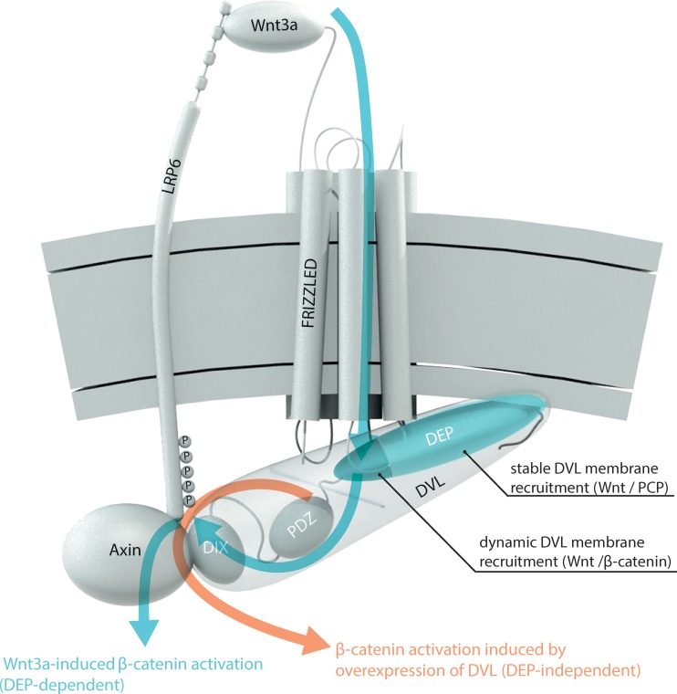 FIG 6