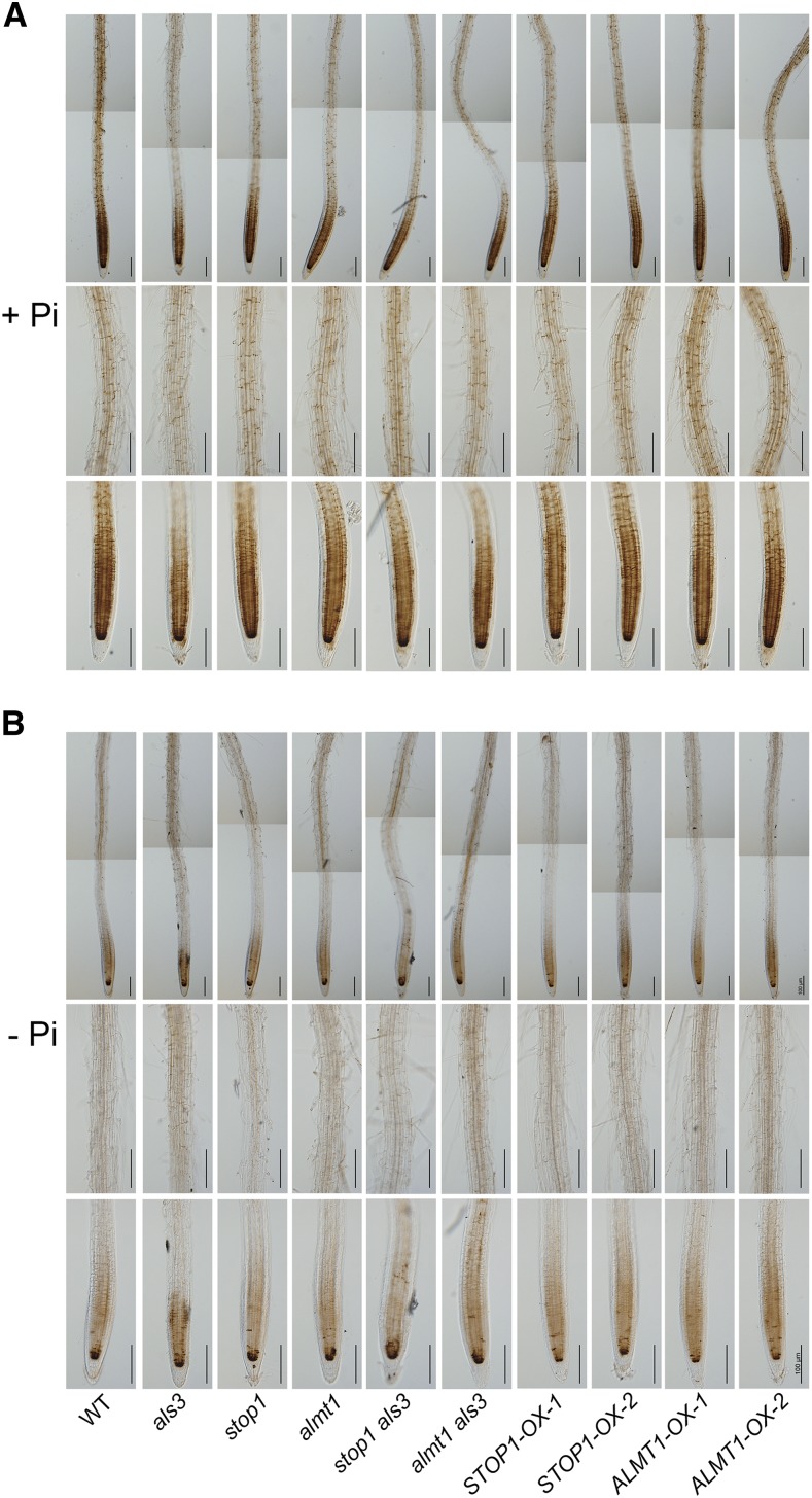 Figure 5.