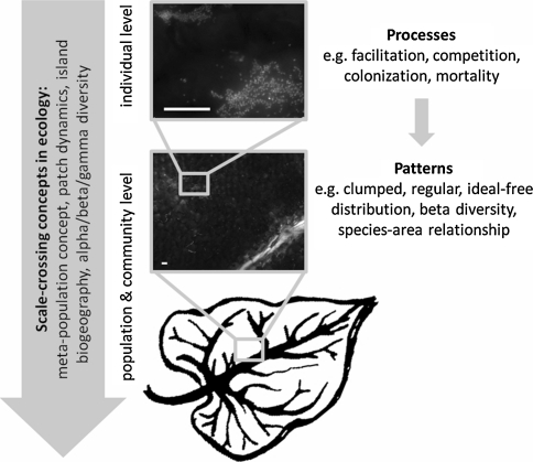 Fig. 1