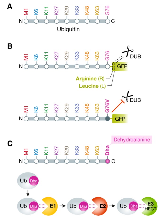 Box 1: Ubiquitin mutants and derivatives for microscopic analysis of cellular ubiquitination