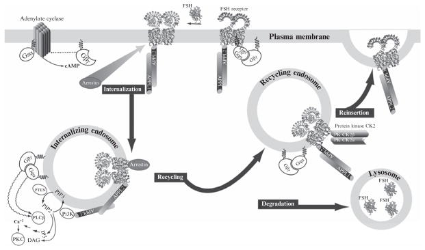 Figure 2.2