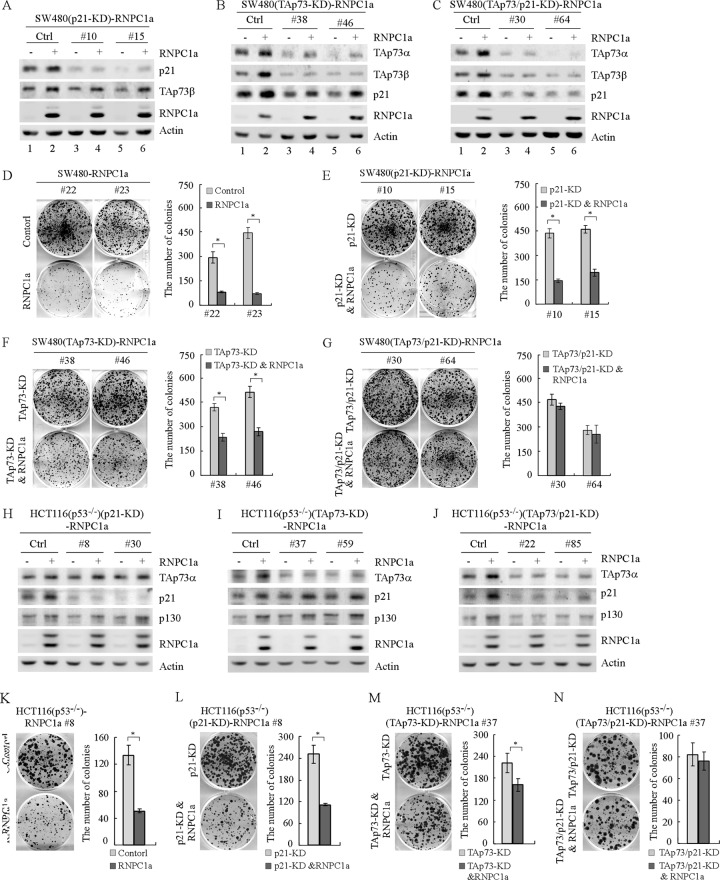 Fig 8