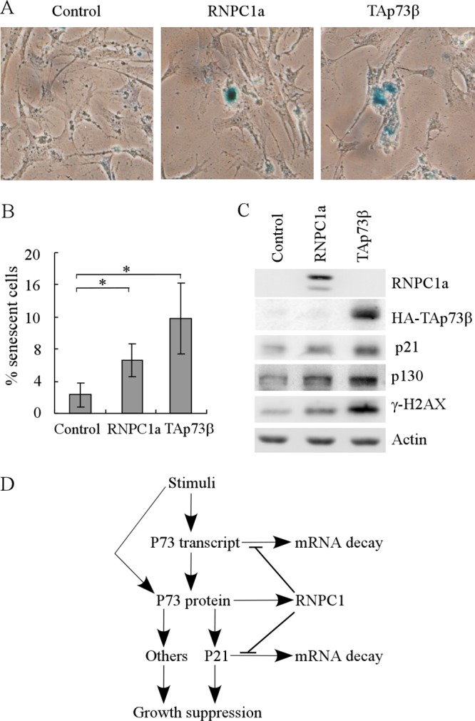 Fig 11