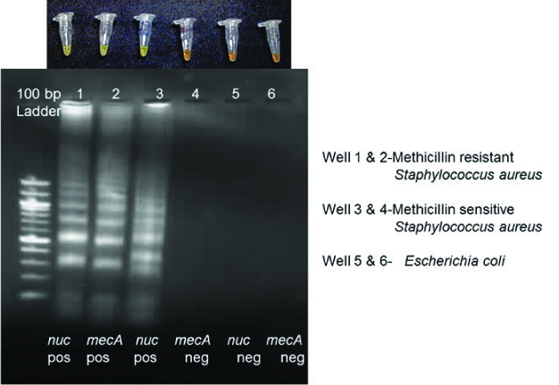 [Table/Fig-4]: