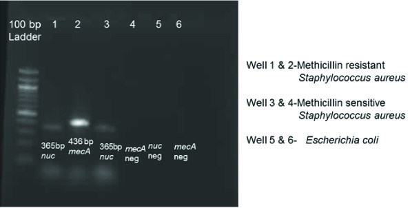 [Table/Fig-2]: