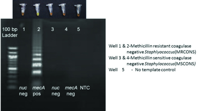 [Table/Fig-5]: