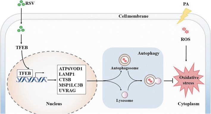 Fig. 7