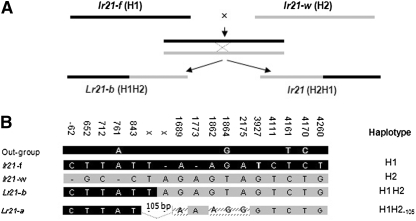 Figure 6.—