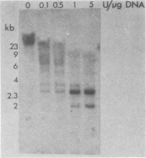 graphic file with name molcellb00106-0216-a.jpg