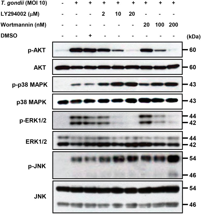 Fig 5