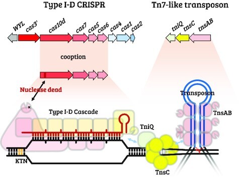 Graphical Abstract