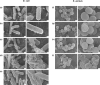 Fig 10