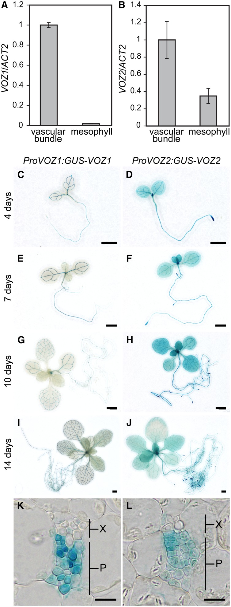 Figure 2.