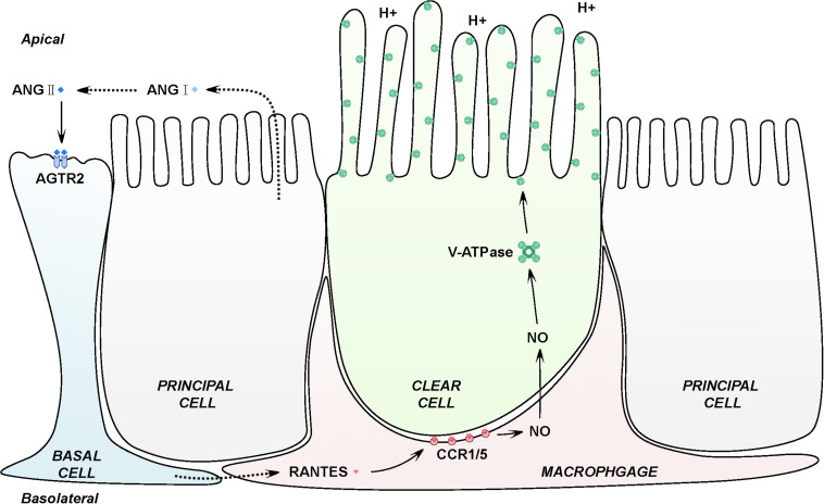 FIGURE 6