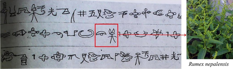Fig. 7