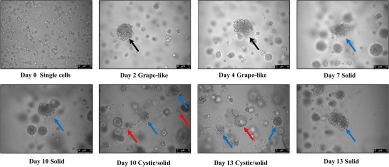 Fig. 9